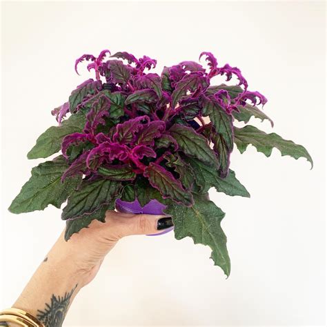 purple passion plant what moisture level on meter|Purple Passion Plant Care & Growing Guide .